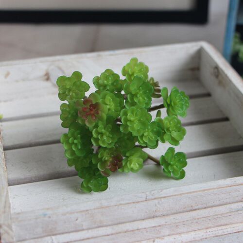 Mini Seed Succulents Seeds Succulent Rare Mixed Potted Plant