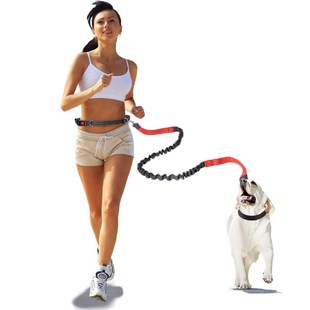 hand free retractable dog leash for golden retriever t