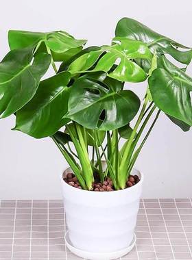 monstera lare potted reen plant indoor purification