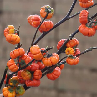 家养南瓜万事不难小南瓜云南基地直发可水养可做干花家居店铺鲜花