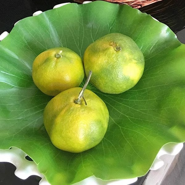 仿真荷叶垫绿色塑料胶布食物摆放荷叶商用食品级绿色假树植物叶