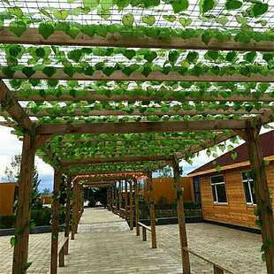 吊顶天花板遮丑装饰花藤仿真绿植装饰顶部屋顶装饰棚墙顶商场店铺