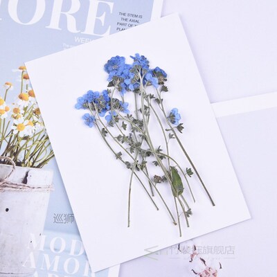 20pcs,Pressed forget-me-not flowers with Stem,Nature Real dr