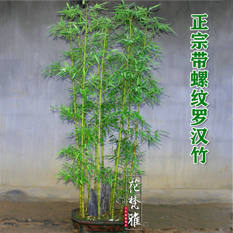 竹子苗名贵品种正宗罗汉竹佛肚竹庭院室外观赏竹s室内