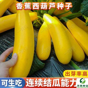 香蕉西葫芦籽黄色西葫芦瓜种籽种苗农家番瓜生瓜茭瓜蔬菜种孑高产
