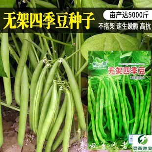 无架豆种子豆角四季豆种籽春秋豇豆大全孑菜豆地豆不搭架豆种扁豆