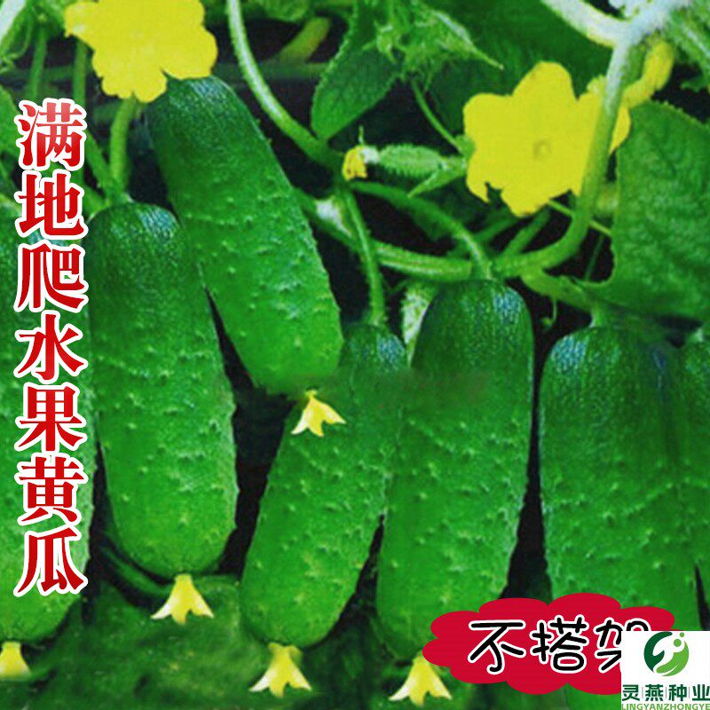 满地爬水果黄瓜种籽不搭架春夏秋冬四季阳台盆栽蔬菜种孑苗包邮