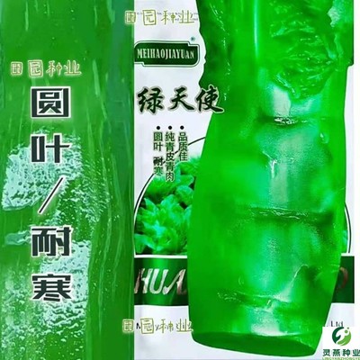 秋播绿天使莴笋种子纯青皮青肉莴苣高产耐寒秋冬蔬菜种籽