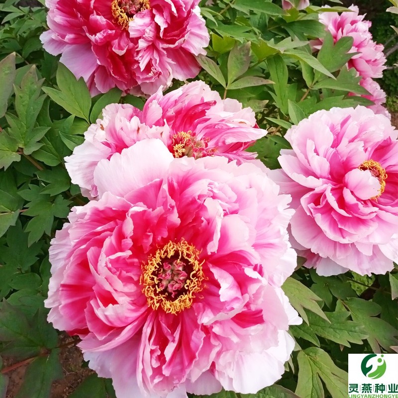 牡丹花种子赛蔷薇玫瑰月季阳台庭院盆栽洛阳花易活物花卉种籽子