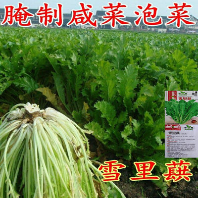 雪里蕻种子九头鸟蔬菜种籽高产农家庭院种腌制咸菜花叶雪里红种子