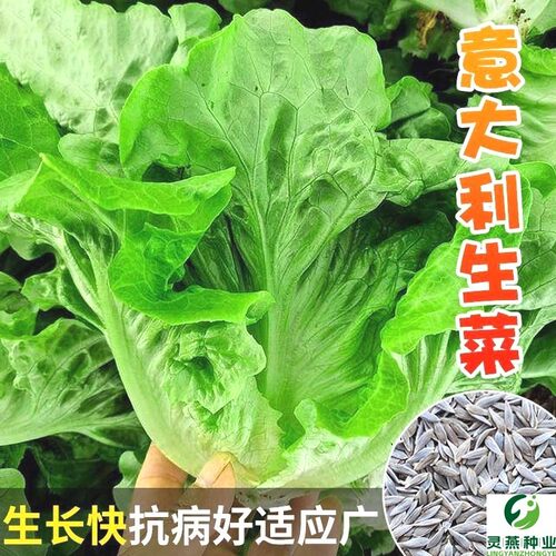 四季正宗意大利生菜种子冬季 耐冬耐冻 青菜种子生菜籽菜种子大全