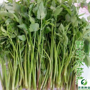 湖南野生水芹菜种苗种子阳台易种包邮现采现发野菜种子野芹菜种籽