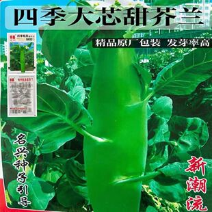 芥蓝种子 芥兰菜种子 夏季种菜园种植耐热蔬菜种子农家四季播种