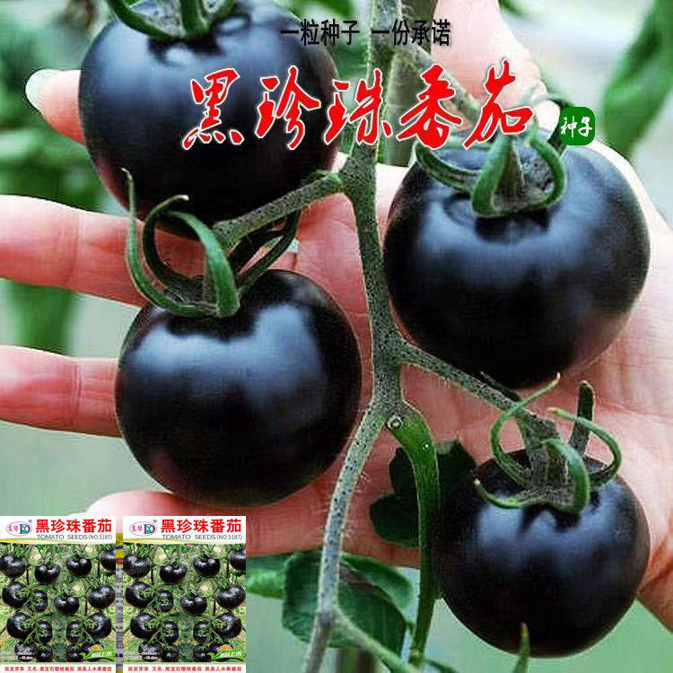 黑美人水果番茄种子四季阳台盆栽易种植黑宝石番茄水果型蔬菜种子