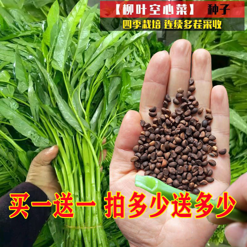 柳叶空心菜种子夏季阳台盆栽蔬菜种籽农家四季播水培大叶空心菜籽