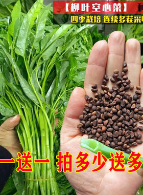 柳叶空心菜种子夏季阳台盆栽蔬菜种籽农家四季播水培大叶空心菜籽