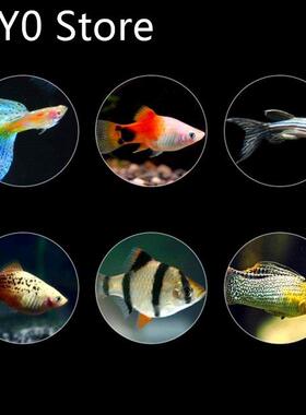 250ml Ornamental Cichlid Pellets Goldfish Carp Guppies Tropi