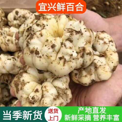 2026年宜兴当季鲜百合天然无农药食用土特产微苦软糯3斤5斤包邮
