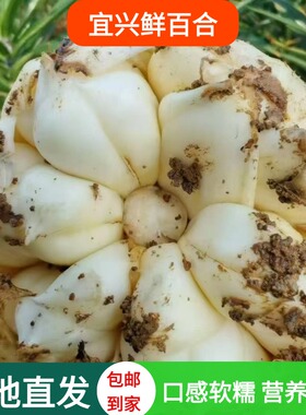 2025宜兴新鲜大百合特产纯食用农家天然百合无硫微苦1000g2500g