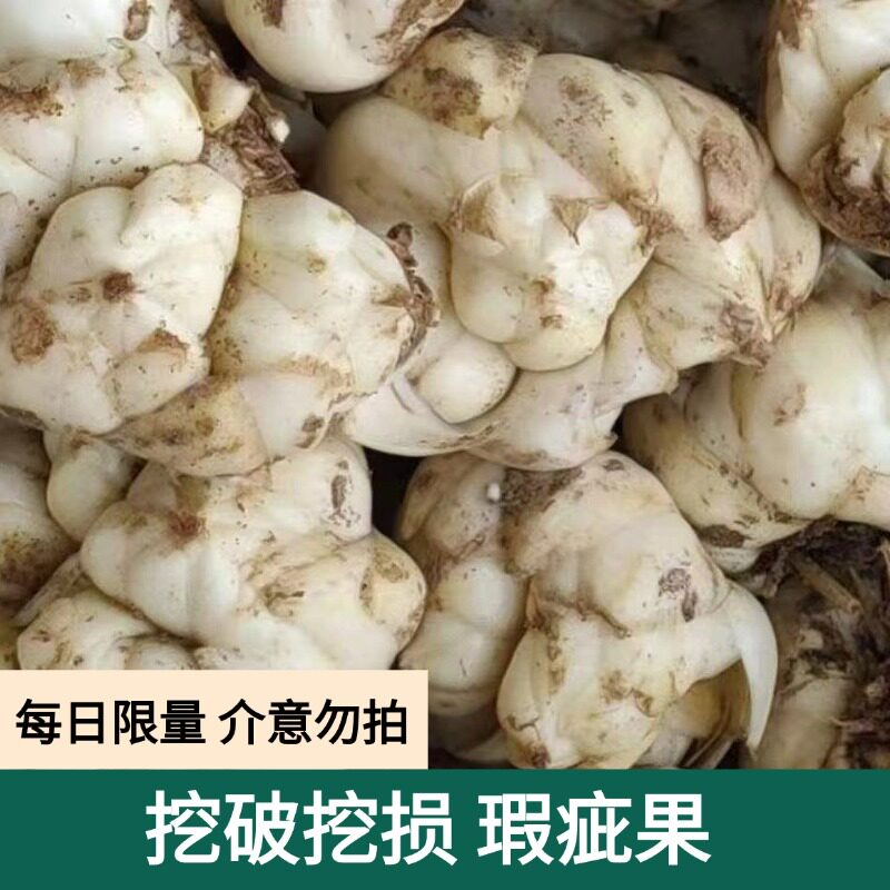2026年宜兴当季新鲜挖破挖损瑕疵果食用苦味百合