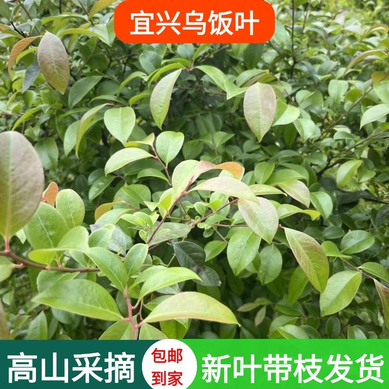宜兴野生乌饭树叶新鲜乌米南烛叶乌米饭大乌叶头茬幼芽榨汁食用