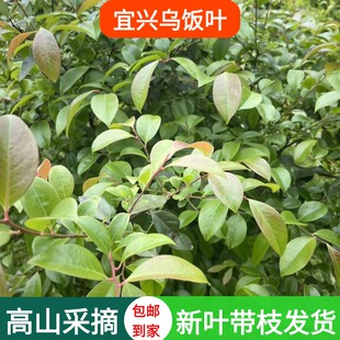 2025新鲜采摘宜兴野生乌饭叶南烛叶乌饭草头可做乌米粽