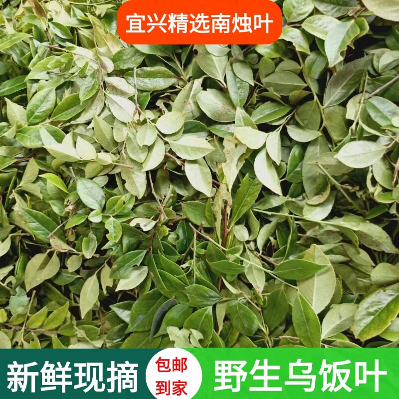 2026宜兴新鲜野生南烛叶乌饭叶乌树叶嫩叶带枝榨汁作乌米饭粽