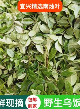 2025新鲜采摘宜兴野生乌饭叶南烛叶乌饭草头可做乌米粽