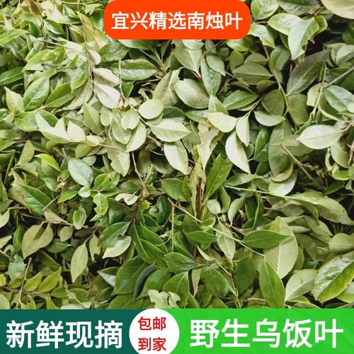 2026宜兴新鲜野生南烛叶乌饭叶乌树叶嫩叶带枝榨汁作乌米饭粽