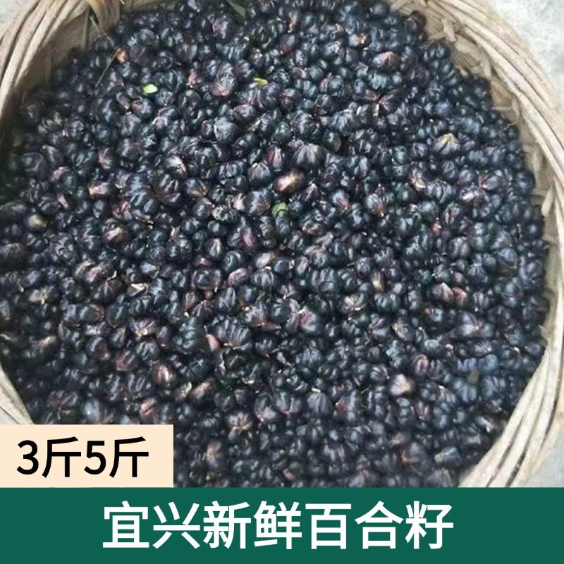2026年宜兴百合籽3斤5斤微苦粉糯无硫新鲜食用功效煲汤产地直发