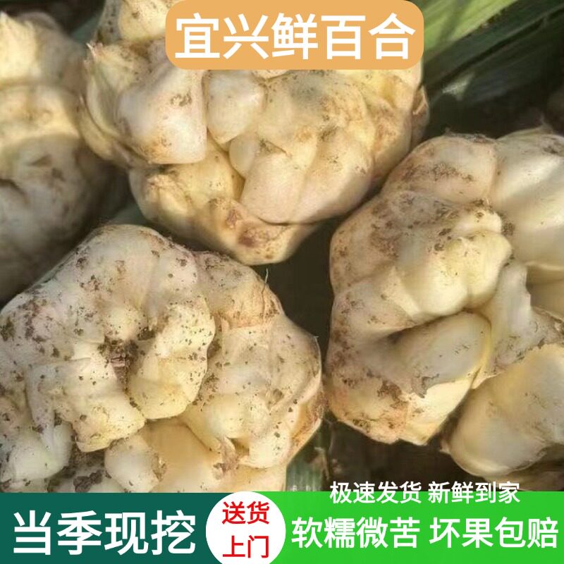 宜兴当季新鲜百合现挖微苦软糯