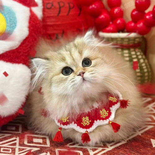 猫咪结婚装饰陪嫁宠物喜字项圈喜庆围脖狗狗婚礼衣服口水巾猫领结