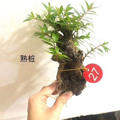 水杨梅鱼缸造景老桩水培专业造景鱼缸净化鱼缸水质植物奇形怪桩