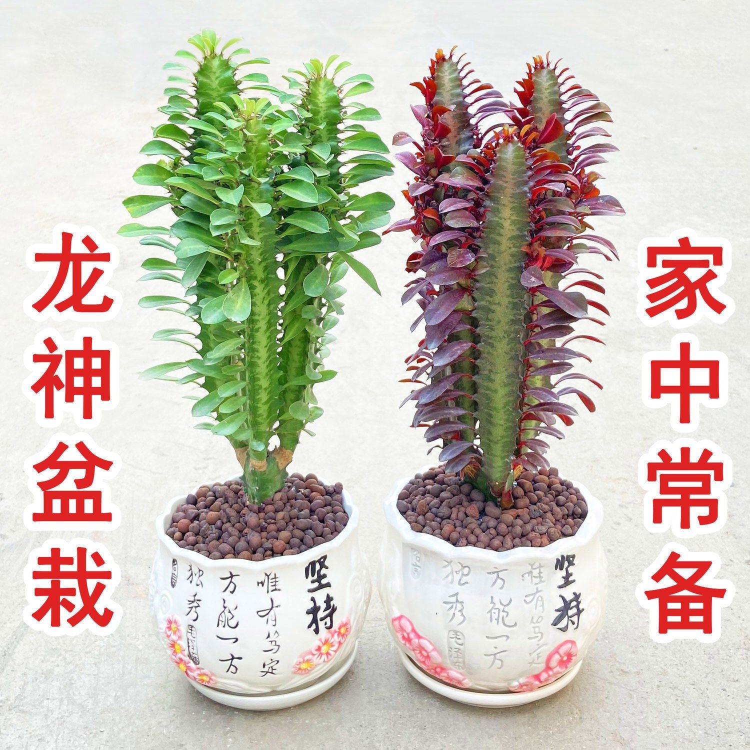 龙骨花室内花植物 价格 怎么样 图片