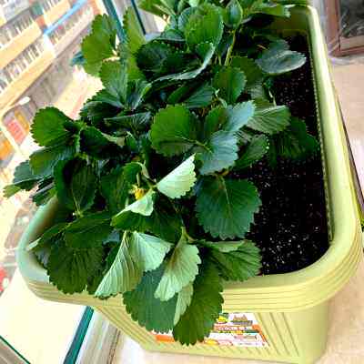 爱丽思阳台菜盆家庭蔬菜种菜盆专用箱室内长条花盆塑料种植爱丽丝