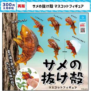 现货 日本Qualia 鲨鱼蝉骸 海边发现的小残骸 鲨鱼蝉脱壳 扭蛋