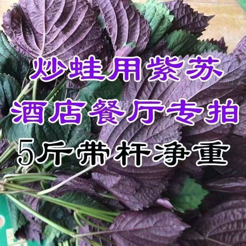 紫苏叶新鲜食用苏子叶东北特产现摘牛蛙鱼虾田螺蛳粉香料韩式料理