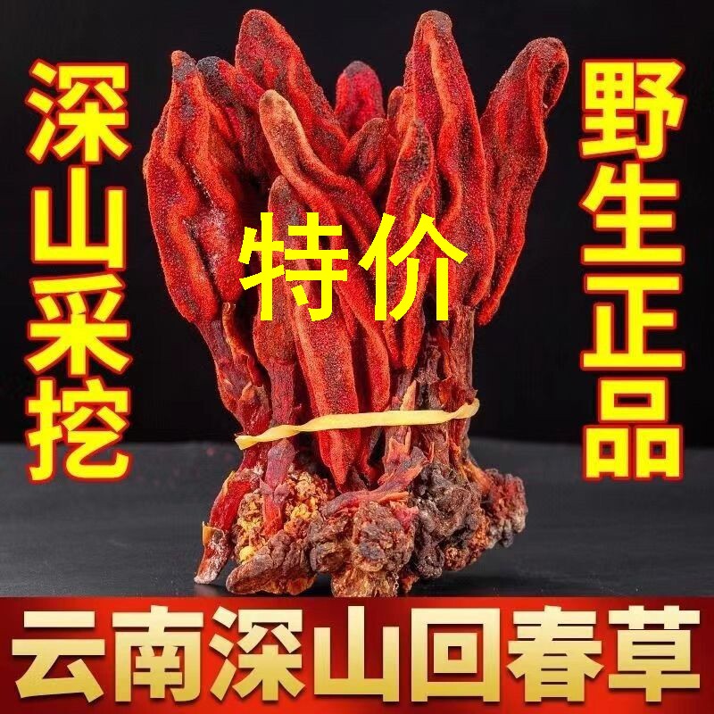淫花果顶天柱回春草野生云南不老茴春草500g克正品官方旗舰店