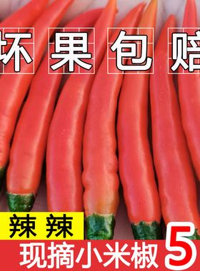 小米辣椒新鲜特辣红辣椒批发蔬菜现摘朝天椒指天椒农家自种小米辣
