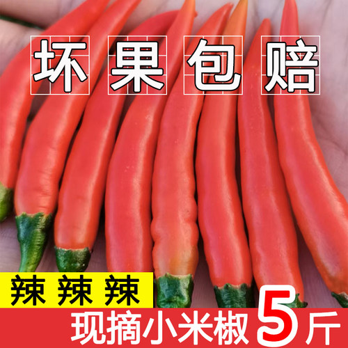新鲜小米辣椒.产地直发.坏果包赔