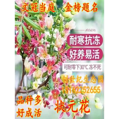 新品花卉文冠花树苗浓香型状元花室内外阳台庭院盆景耐寒四季开花