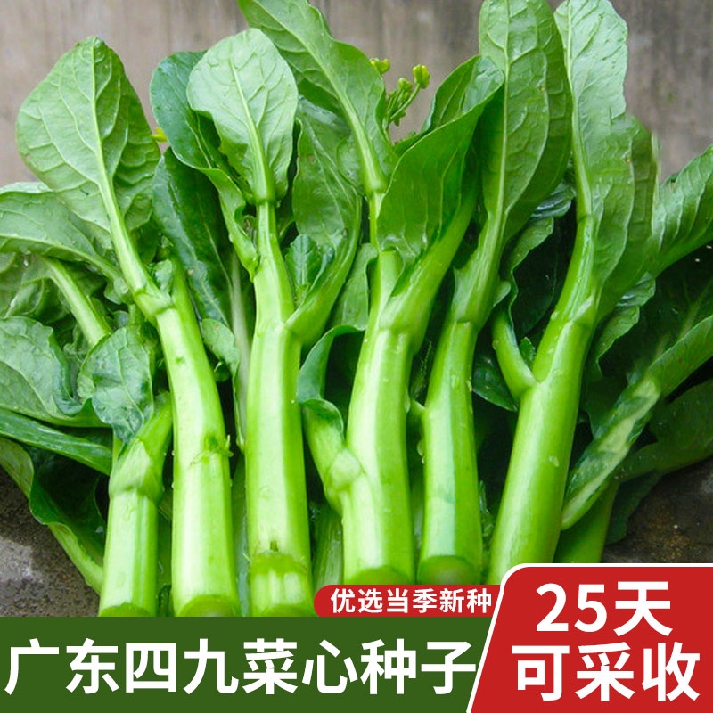 广东四九菜心种子种孑农家南方四季蔬菜种籽孑增城迟青菜菜籽大全