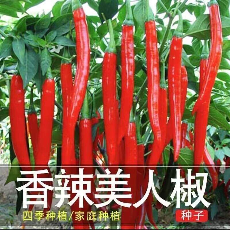 正宗摘不败美人椒种子大树红尖椒红辣椒种子特香辣四季盆栽菜种籽