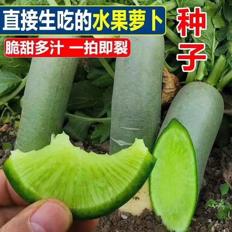天津沙窝萝卜籽青萝卜种子水果大全秋季四季山东蔬菜农家菜种种孑