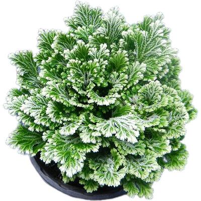 九死还魂草不死草中药材还阳草卷柏密罗木盆栽凤凰草遇水就活