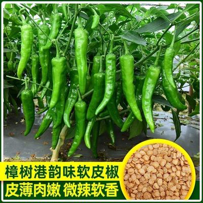 正宗樟树港椒种子樟树辣椒种子优质辣椒种子新种春秋四季播种辣椒