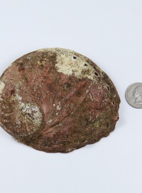 Natural Abalone Shells Office decoration Home Aquarium Lands