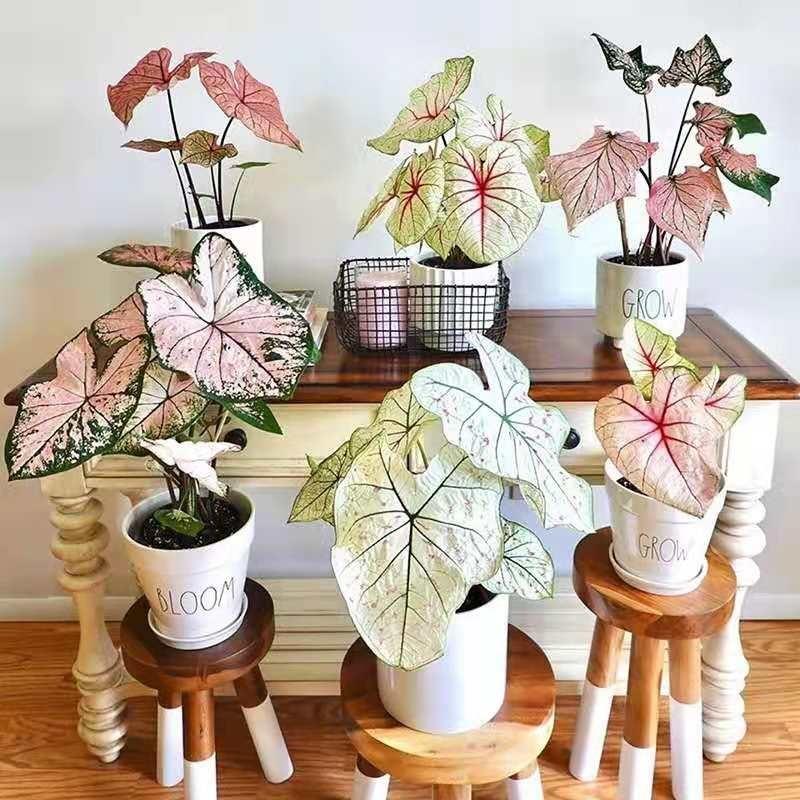 彩叶芋红酒飞溅幻想曲芭蕾舞鞋客厅观叶粉色飞溅室内观叶热植