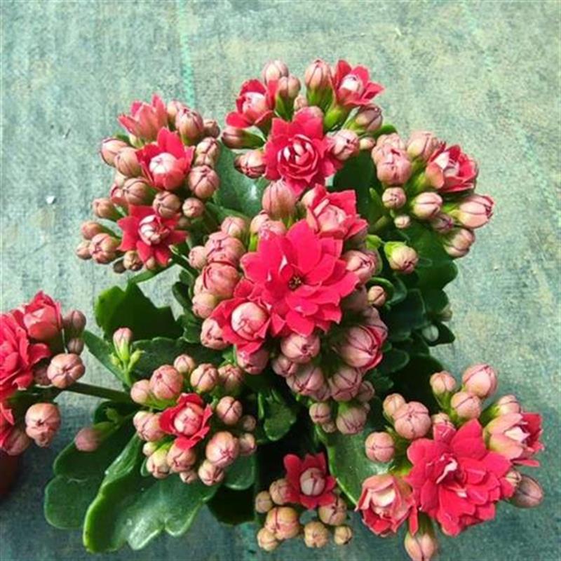 长寿花非oaua洲红宝石