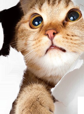 Hot Sale 1PC 3D Cute Kitten Closestool Sticker Kids Bedroom